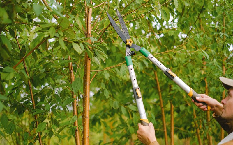 Tree trimming in Jacksonville, OR